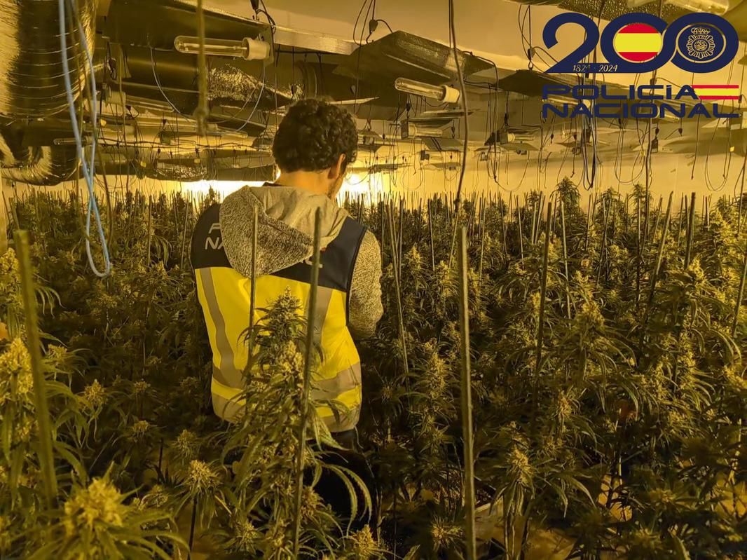 Desmantellen un cultiu de marihuana de més de 700 plantes de Riudellots