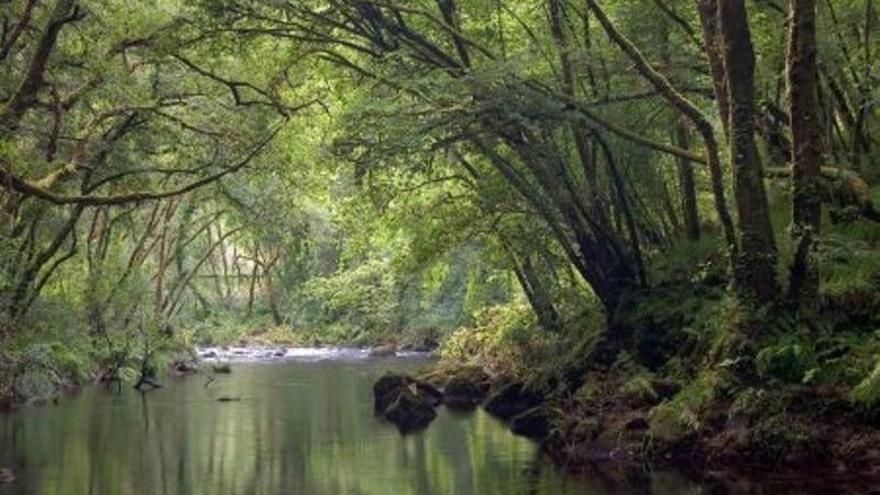 Sobre as aves do Mendo e do Carregal de Betanzos