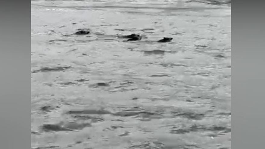 Cuatro 'porcos bravos' fueron pillados nadando en aguas de la ría de Muros, a la altura de Portosín, por unos marineros de cerco.