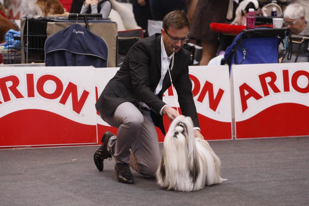 Expocanina 2018