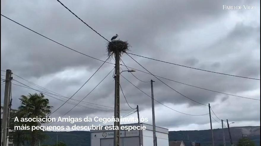 A asociación Amigas das Cegoñas organiza unha ruta para descubrirlle esta especie ós máis pequenos