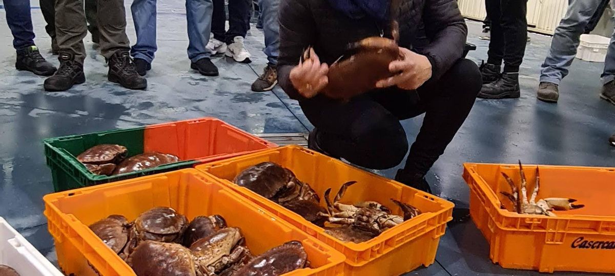Blanca Cao, una conocida pescantina de O Grove, selecciona los ejemplares de buey de mar que desea tras parar la subasta en torno a los 14 euros el kilo.