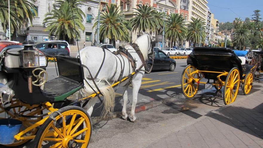 Coches de caballos en el centro de Málaga