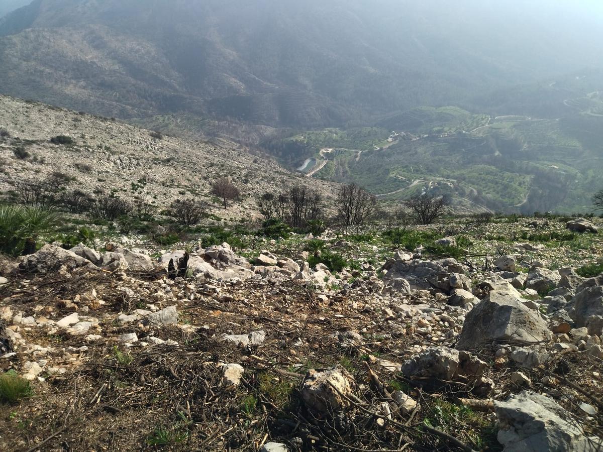 Desolación, erosión y bandadas de cuervos en las laderas del Coll de Rates arrasadas hace 8 meses por el fuego (imágenes) Desolación, erosión y bandadas de cuervos en las laderas del Coll de Rates arrasadas hace 8 meses por el fuego (imágenes)