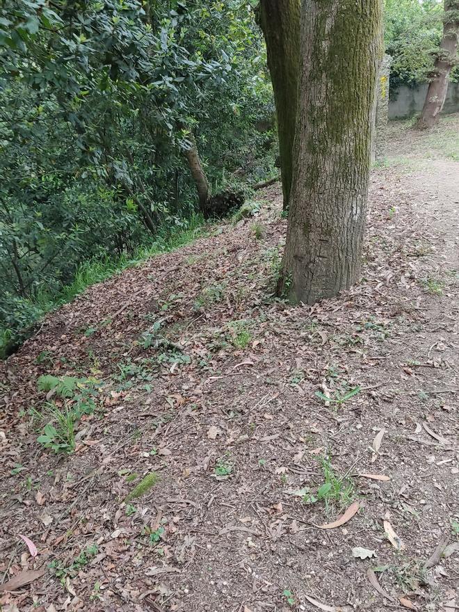 Las rozas indiscriminadas afectan al sotobosque.