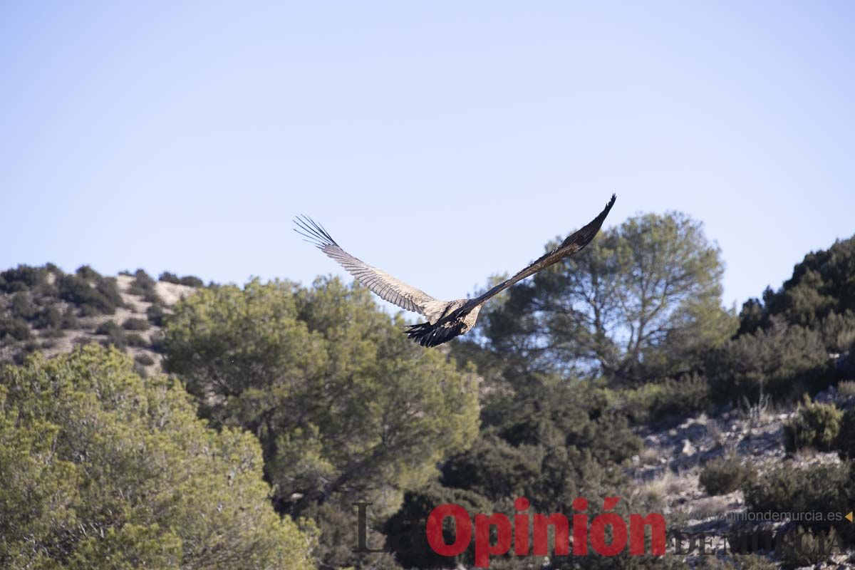 Suelta de dos buitres leonados en la Sierra de Mojantes en Caravaca