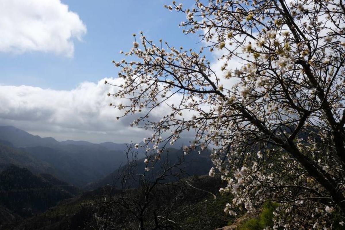 Almendros en flor