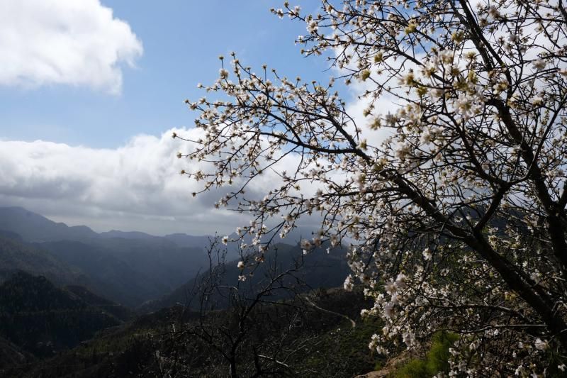 Almendros en flor