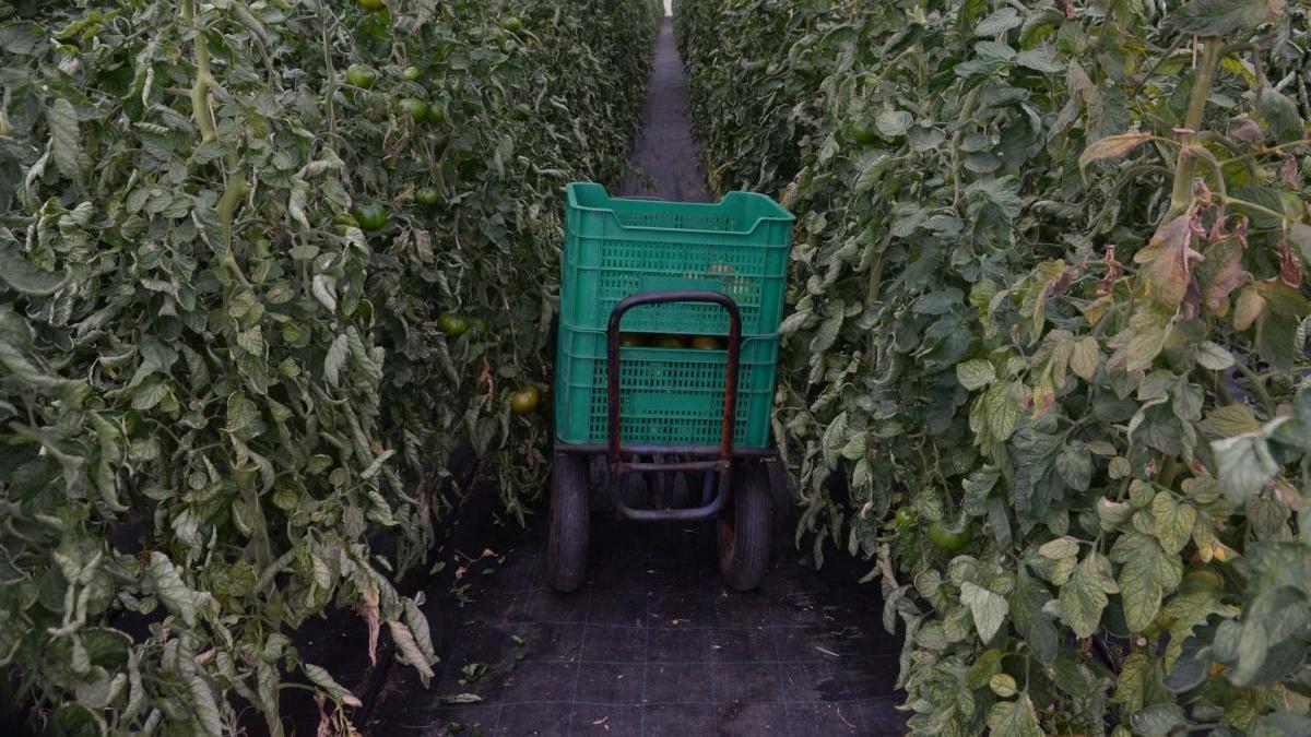 La hortaliza de moda casi sin calorías que debes cenar para perder peso sin pasar hambre. // Noé Parga