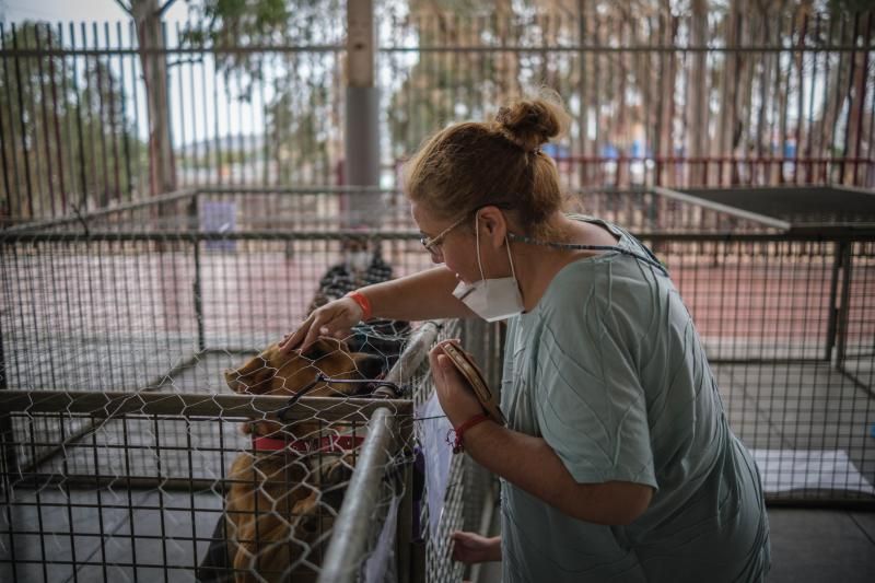 Volcán en Canarias: recogida de animales afectados por la erupción