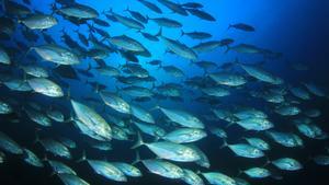 La pesca sostenibles es básica para frenar la reducción de las poblaciones