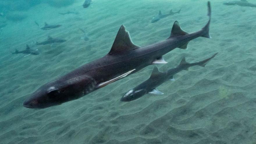 Crías de tiburones se cuelan en charcos de Lanzarote
