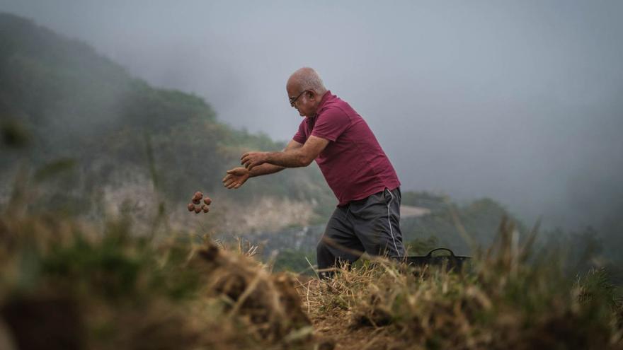 Un agricultor, en plena tarea de recoger la cosecha de papas en una zona del norte de la Isla de Tenerife.