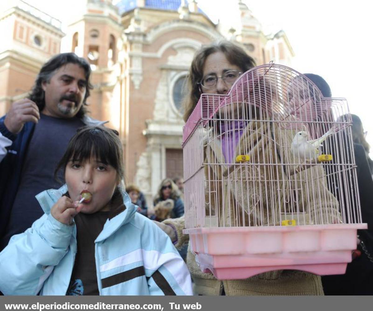 GALERÍA FOTOS - La provincia celebra Sant Antoni