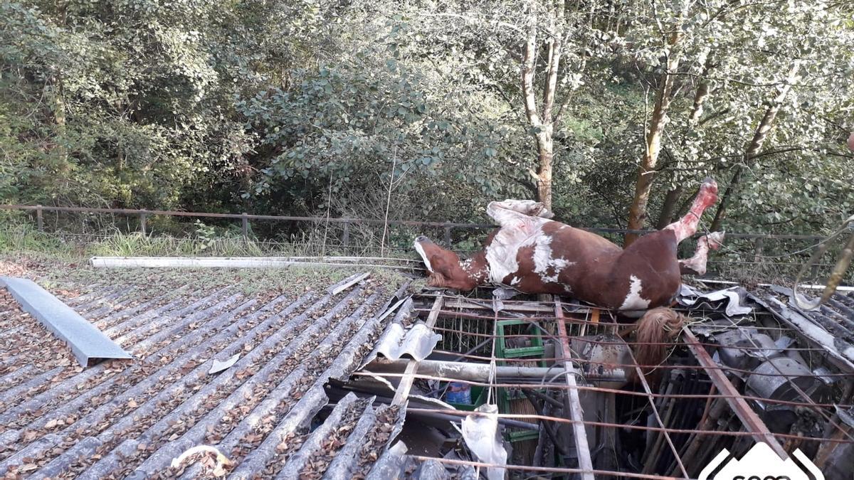 El caballo en el tejado de Valdesoto