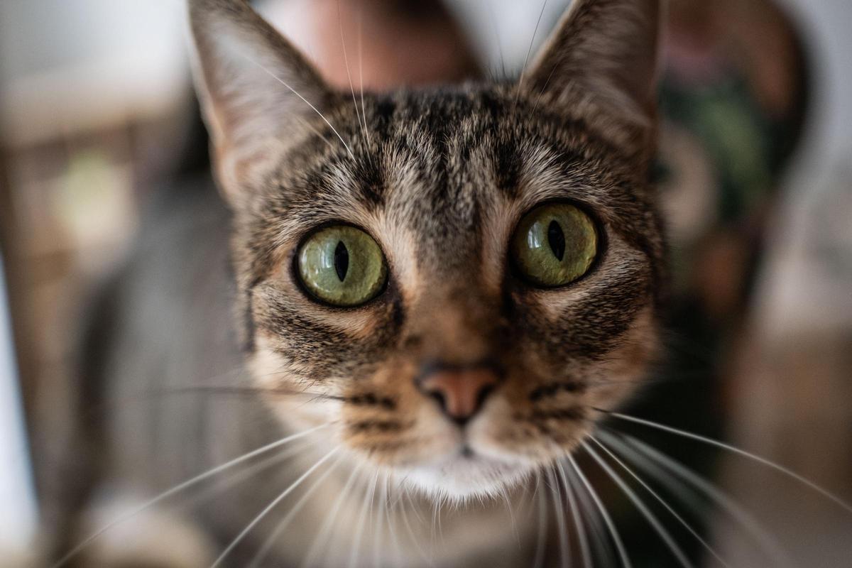 La gatería en Santa Cruz