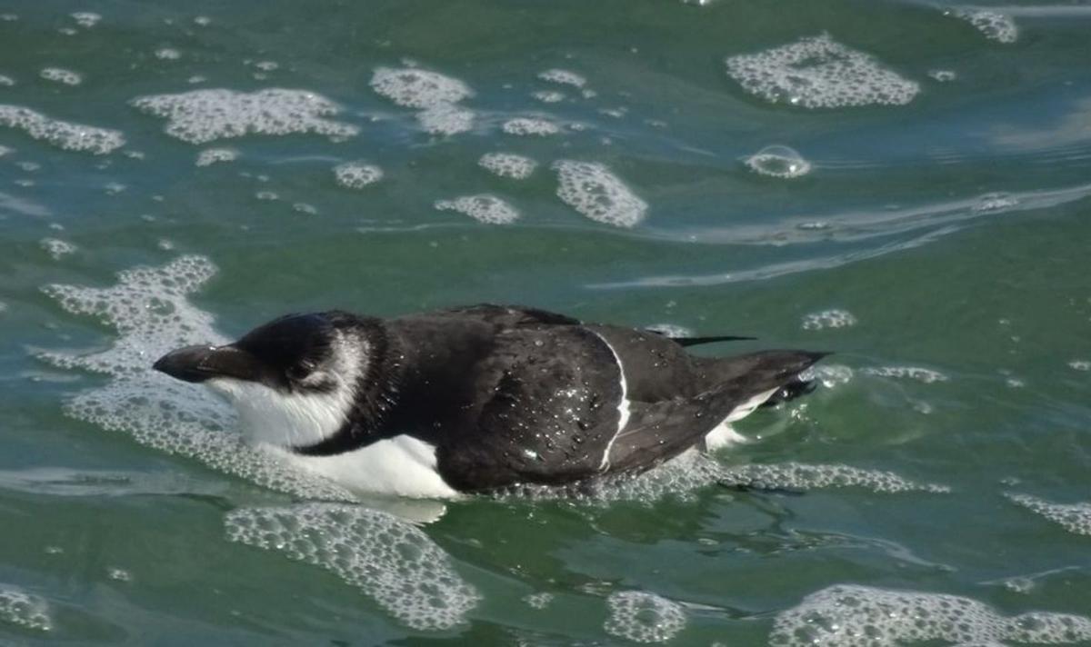 La costa suecana se llena de aves propias del Atlántico Norte muertas