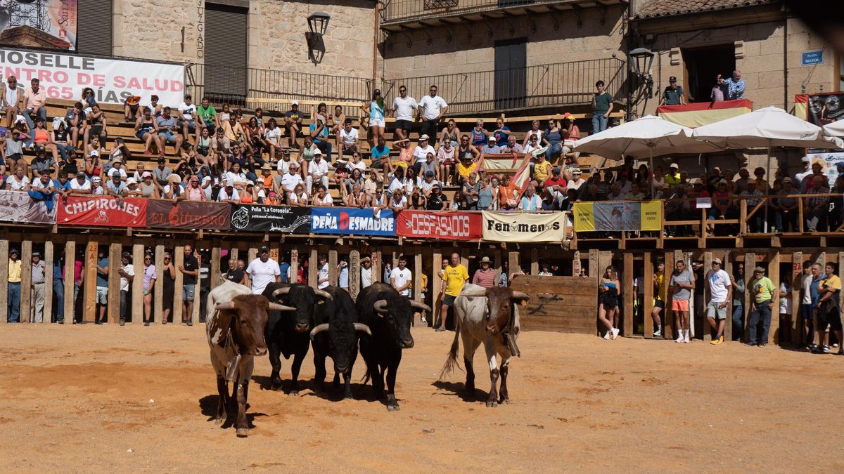 Los astados en la Plaza Mayor de Fermoselle