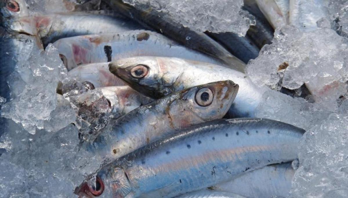 Una imatge de sardines.