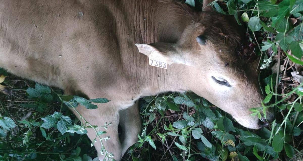 Uno de los xatos tiroteados en Parana.