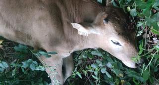 Matan a tiros a tres xatos y tres vacas en una finca del puerto Pajares