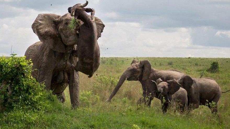 Un elefante lanza a un búfalo por los aires.