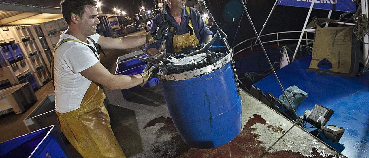 Descarga de bonito en el muelle pesquero de Avilés.