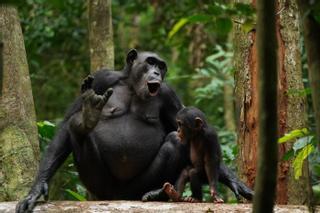 Los chimpancés "hablan" casi como los humanos