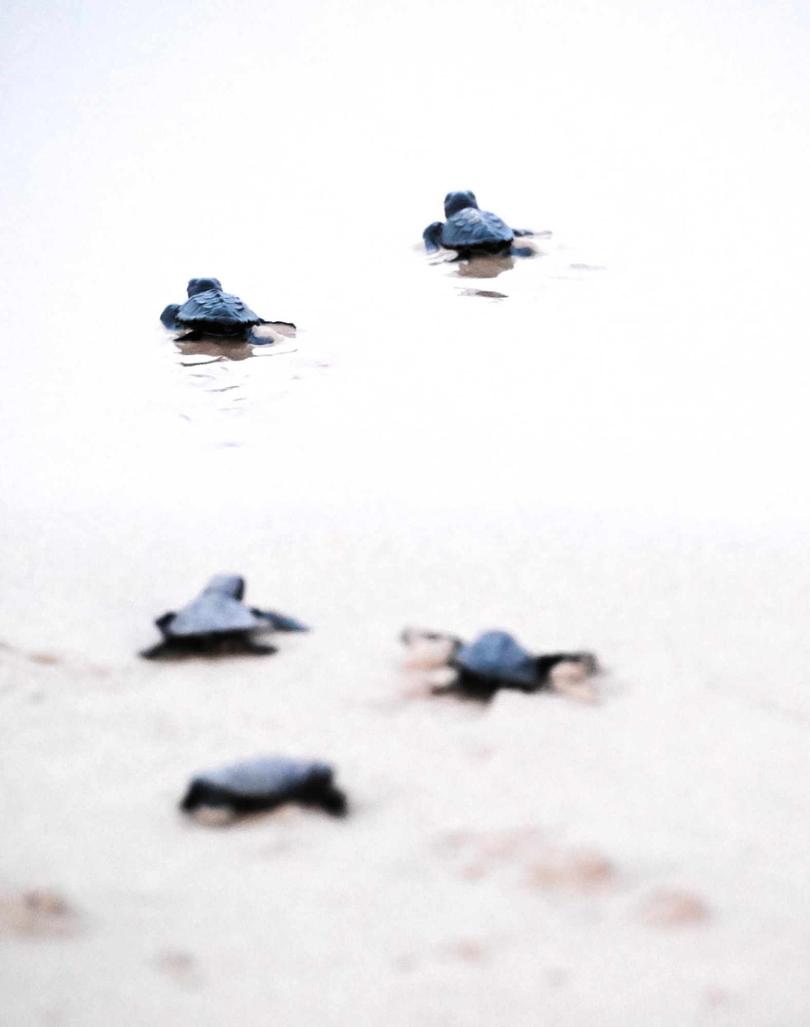 Gran expectación en Arenales del Sol por la suelta de 57 tortugas bobas recién nacidas