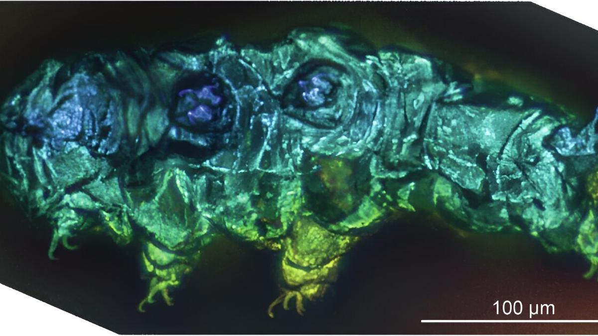 Imagen de un “oso de agua” obtenida bajo microscopio confocal.