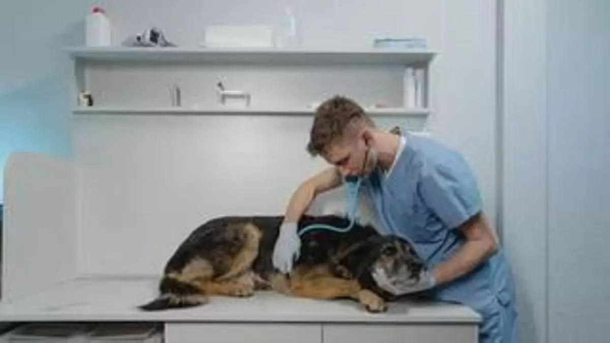 El norte de Tenerife no tiene hospitales veterinarios con servicio 24 horas