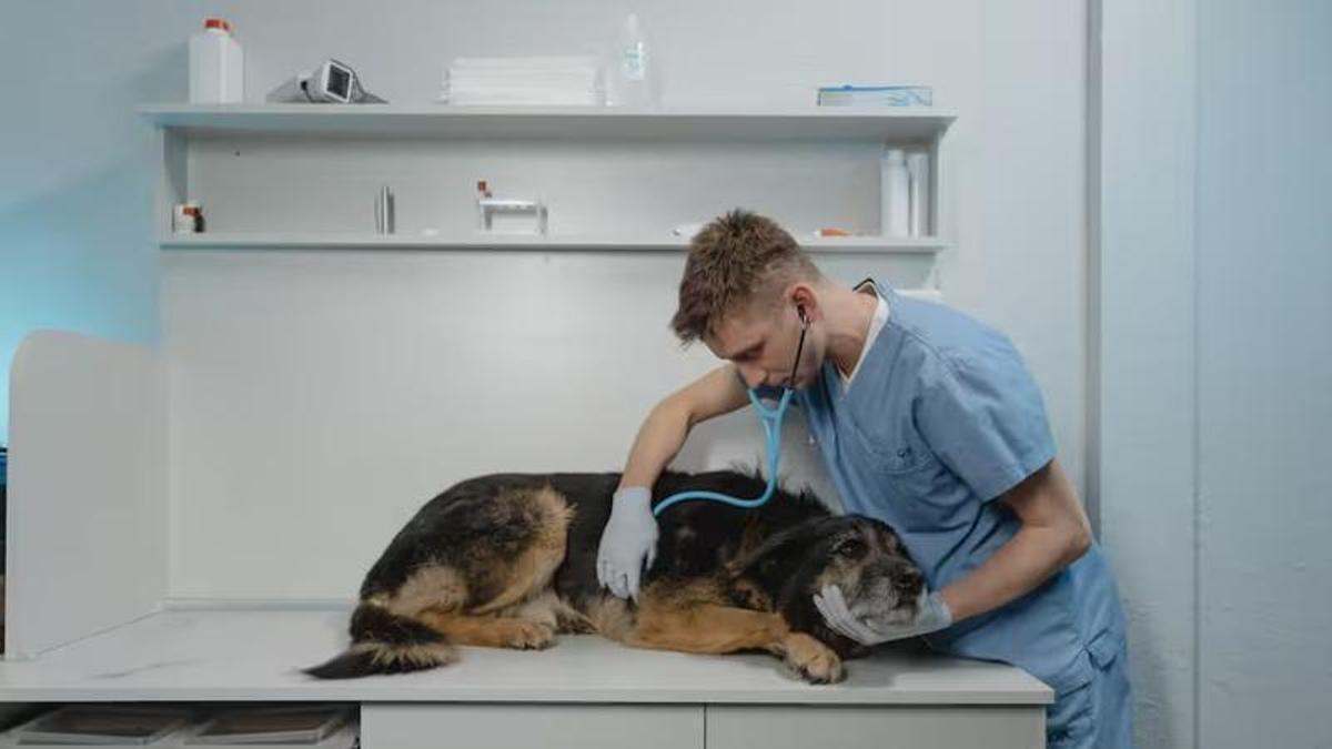 Un veterinario ausculta a un perro.