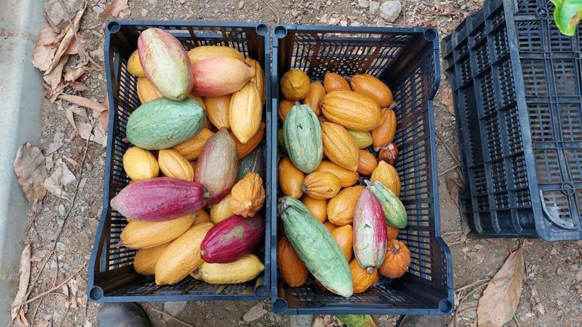 Cacao de la plantación de malagueña en La Mayora.