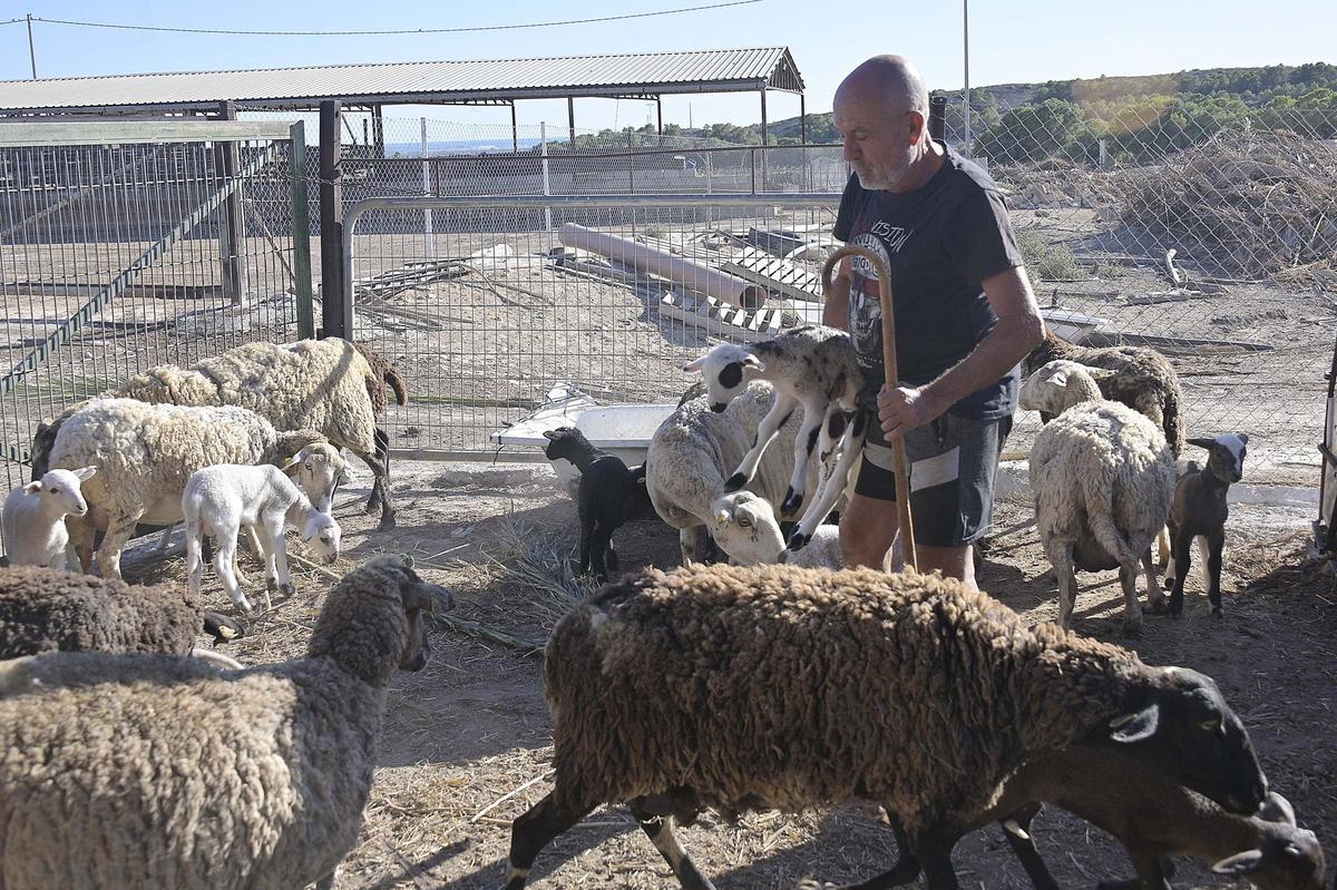 Un ganadero en una explotación de ovejas.