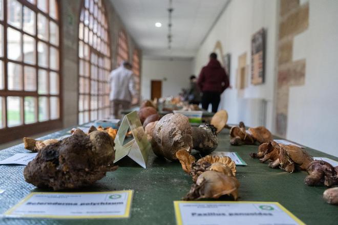 Tiempo de setas en Zamora: de los ejemplares más raros a los más espectaculares