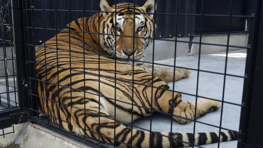 Uno de los siete tigres que el circo ha donado