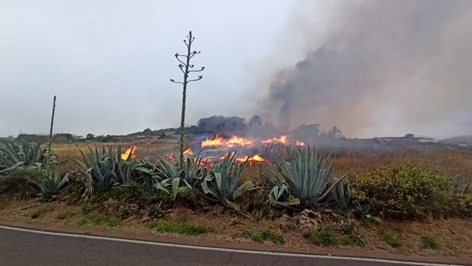 Conato de incendio en Guía, Gran Canaria