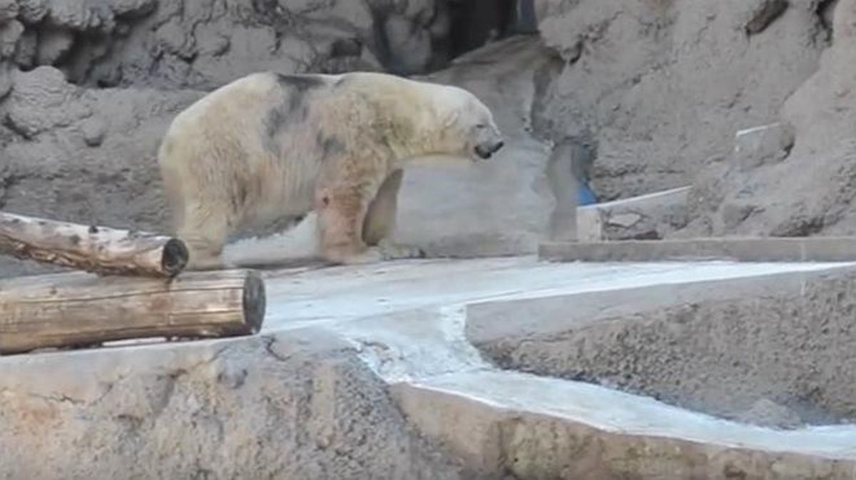En aquest vídeo es poden veure les condicions en què vivia Arturo al zoo de Mendoza (Argentina).