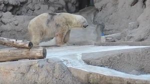 En aquest vídeo es poden veure les condicions en què vivia Arturo al zoo de Mendoza (Argentina).