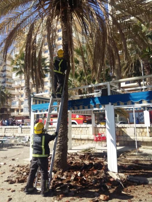 Una mujer herida al caerle restos de una palmera