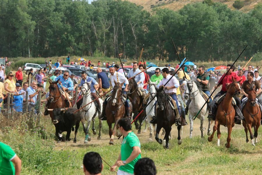 Toros bravos en Vadillo de la Guareña