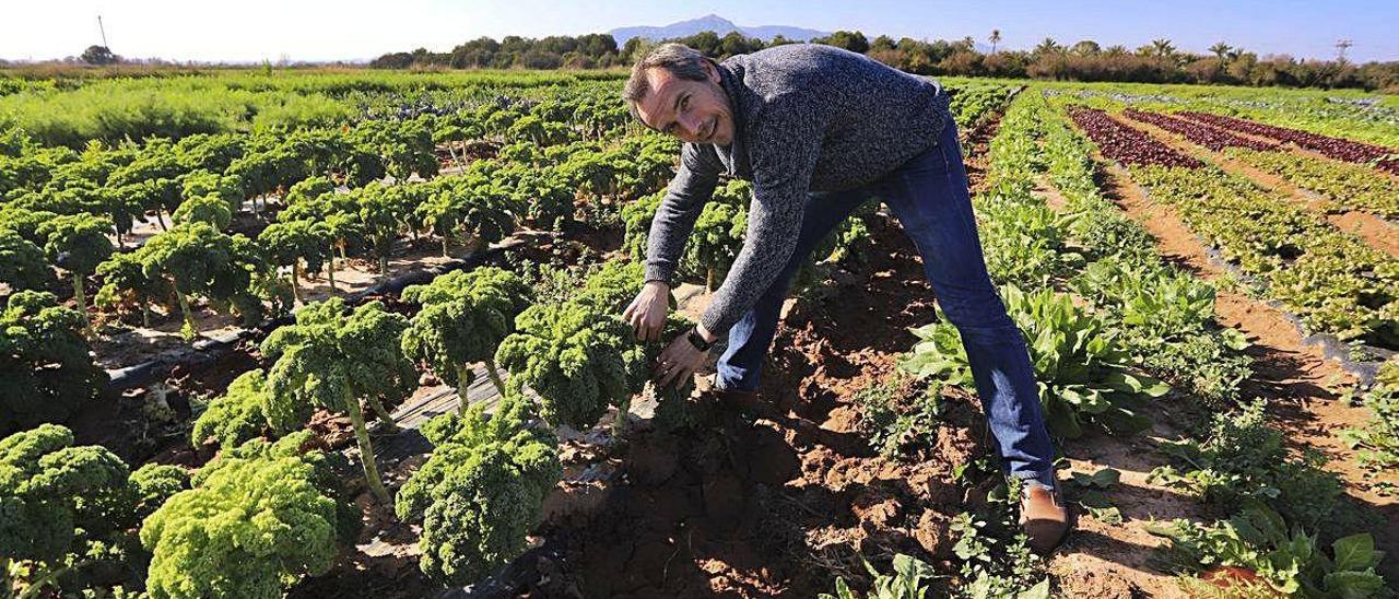 Productos de hortalizas en un campo de Sagunt, a principios de este año.