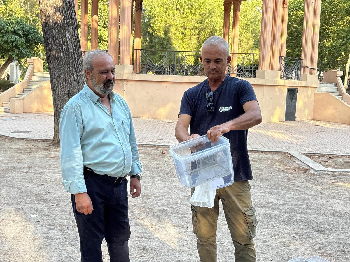 Ferrer, en la suelta de mosquitos tigre en el parque Ribalta.