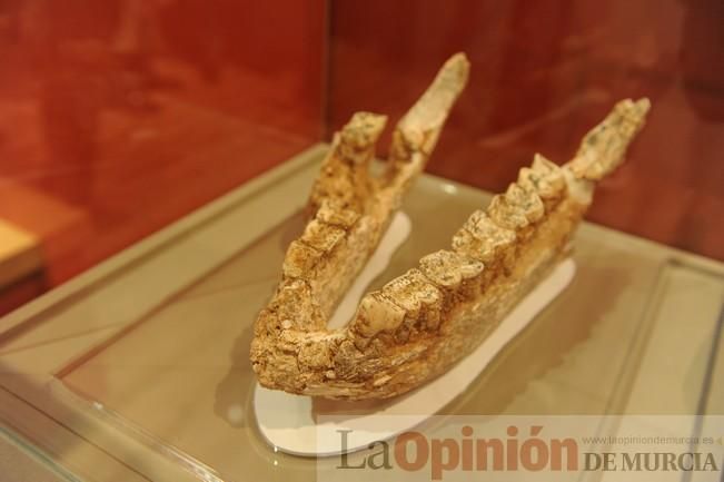 Muestra ´MAM X´ en el Museo Arqueológico de Murcia