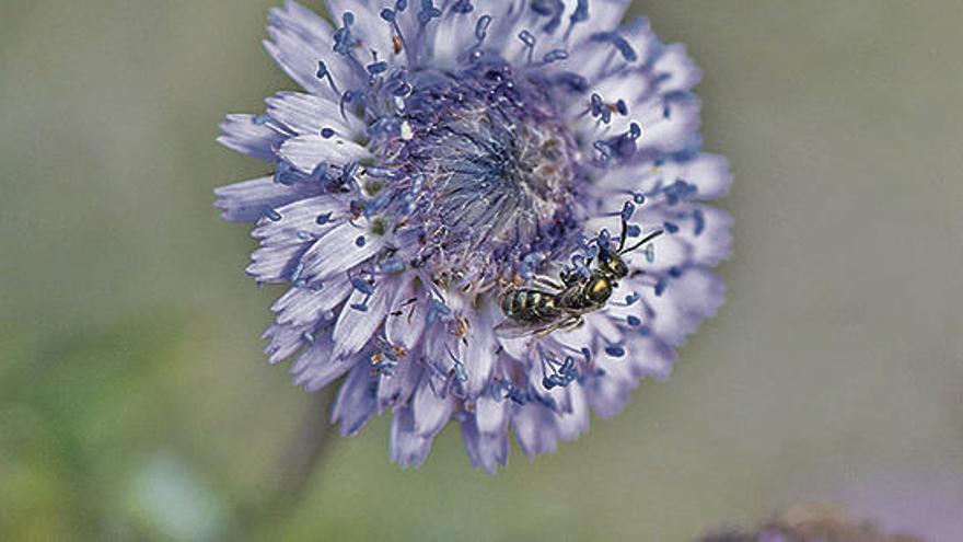 Una dorada abeja &#039;Lasioglossum&#039; en una flor de &#039;cossiada&#039;.