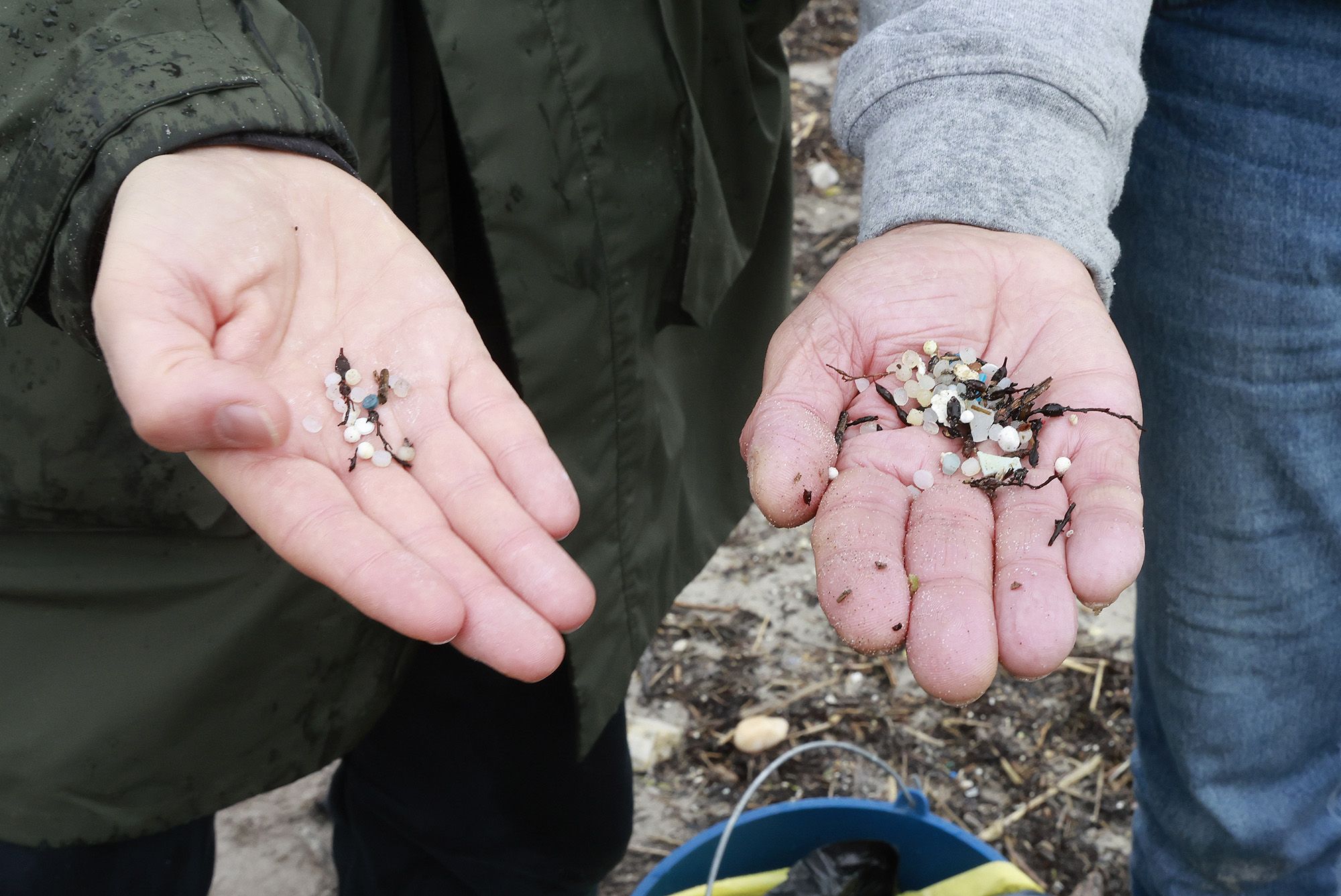 Voluntarios muestras los pellets de plástico recogidos limpiando la playa de Patos en Nigrán