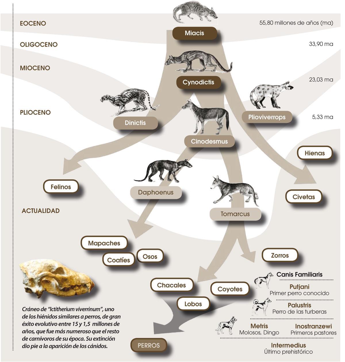 Árbol de la historia del perro