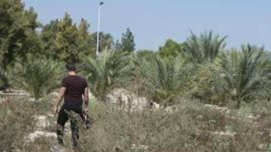 Palmeras arrancadas y huecos que no llegaron nunca a plantarse en el huerto de Altabix.