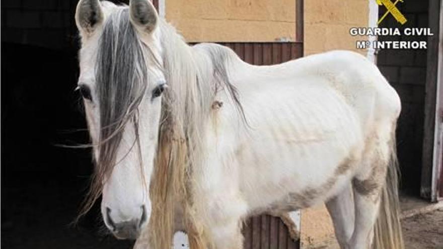 Imagen de uno de los caballos hallados en la finca.