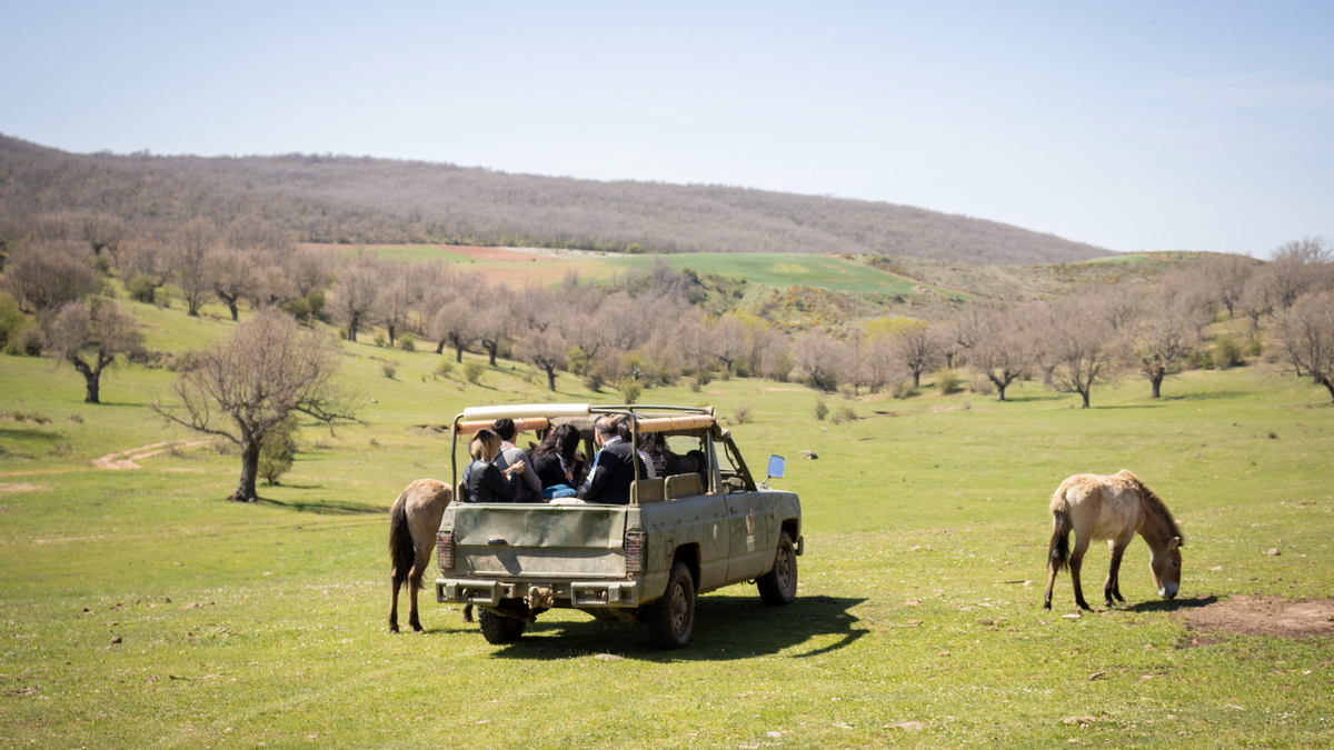 Safari del paleolítico, Planes otoñales por Burgos